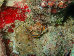 沖縄　ダイビング　ヒバシヨウジ