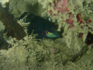 沖縄　ダイビング　那覇シーサイドパーク　ＦＵＮダイビング