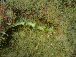 沖縄　ダイビング　那覇シーサイドパーク　ＦＵＮダイビング