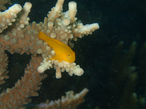 沖縄　ダイビング　那覇シーサイドパーク　ＦＵＮダイビング