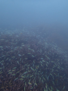 沖縄　ダイビング　那覇シーサイドパーク　ＦＵＮダイビング