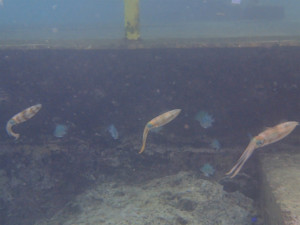 沖縄　ダイビング　那覇シーサイドパーク　ＦＵＮダイビング