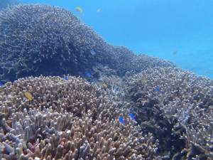 沖縄　ダイビング　ゴリラチョップ　FUNダイビング