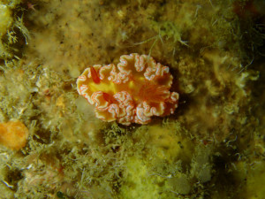 沖縄　ダイビング　万座　FUNダイビング