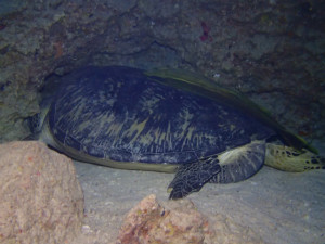 沖縄　ダイビング　万座　FUNダイビング