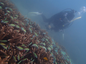 沖縄　ダイビング　ビーチ体験ダイビング　FUNダイビング