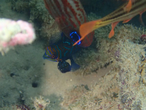 沖縄　ダイビング　ビーチ体験ダイビング　FUNダイビング