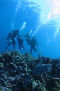 沖縄　ウミガメ　体験ダイビング
