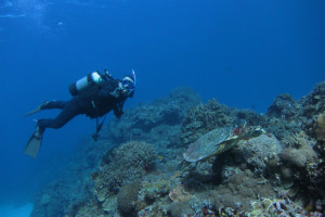 沖縄　ウミガメ　ダイビング
