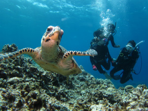 慶良間　体験ダイビング　ウミガメ