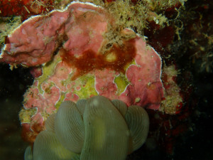 ミナミクモガニ