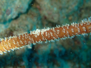 ムカラマツエビ