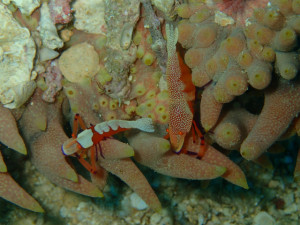 ウミウシカクレエビ