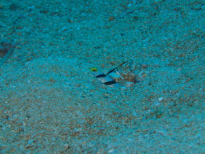 ヒレナガネジリンボウ