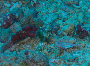 ホタテツノハゼＳＰ？？