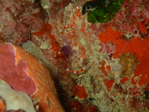 バイオレットボクサーシュリンプ