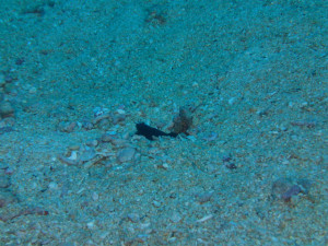 ホタテツノハゼ