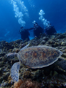 沖縄　体験ダイビング　ウミガメと泳ごう