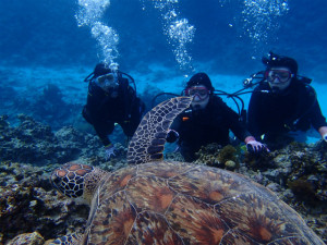 沖縄　体験ダイビング　ウミガメと泳ごう