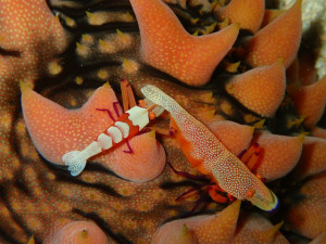 沖縄　ダイビング