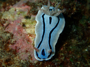 沖縄　ダイビング