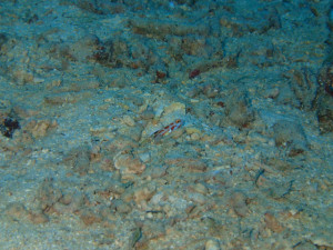 沖縄　ダイビング　万座　レッドビーチ　ＦＵＮダイビング