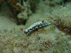 沖縄　ダイビング　万座　レッドビーチ　ＦＵＮダイビング