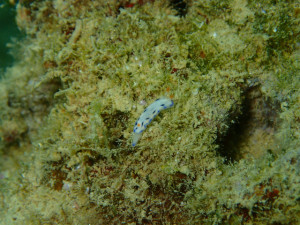 沖縄　ダイビング　万座　レッドビーチ　ＦＵＮダイビング