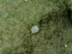 沖縄　ダイビング　万座　レッドビーチ　ＦＵＮダイビング