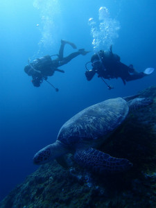 沖縄　ダイビング　万座　FUNダイビング