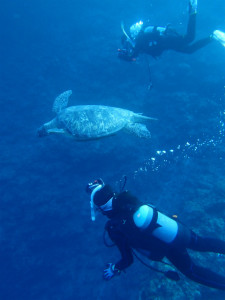 沖縄　ダイビング　万座　FUNダイビング