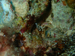 沖縄　ダイビング　漢那　FUNダイビング