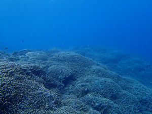 沖縄　ダイビング　漢那　FUNダイビング