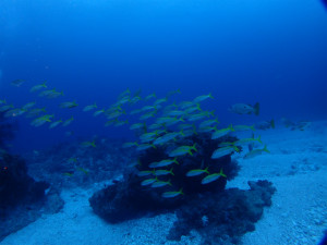 沖縄　ダイビング　ウチザン礁