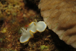 沖縄　ダイビング　メレンゲウミウシ