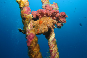 沖縄　ダイビング　カエルアンコウ