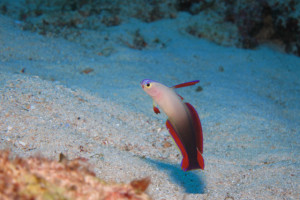 沖縄　ダイビング　アケボノハゼ