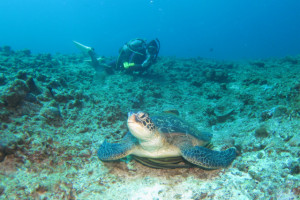 沖縄　ダイビング　アオノウミガメ