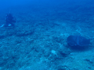 沖縄　ダイビング　金武　ボートダイビング