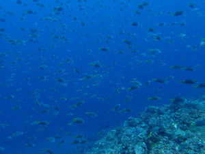 沖縄　ダイビング　金武　ボートダイビング