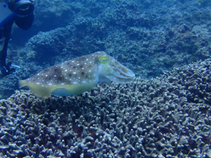 沖縄　ダイビング　金武　ボートダイビング