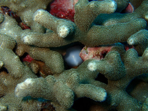 沖縄　ダイビング　金武　ボートダイビング