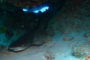 沖縄 ダイビング 慶良間 FUNダイビング 体験ダイビング