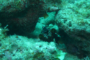 沖縄　ダイビング　モンハナシャコ