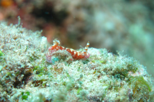 沖縄　ダイビング　センテンイロウミウシ