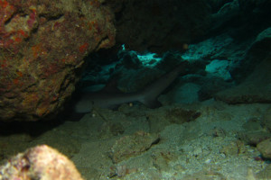 沖縄　ダイビング　サメ