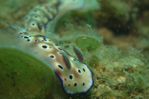 沖縄　ダイビング