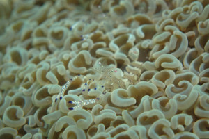 沖縄　ダイビング