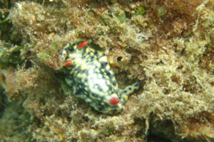 沖縄　ダイビング