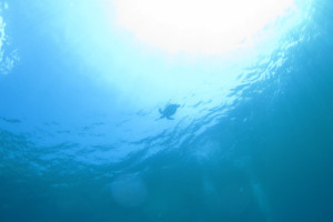 沖縄　diving　ウミガメ